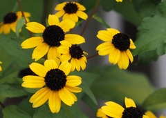 Rudbeckia