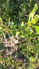 Symphyopappus casarettoi