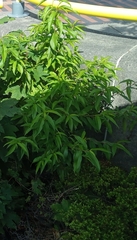 Angiospermae