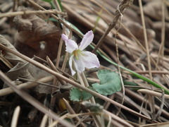 Viola pekinensis