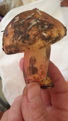 Neoboletus luridiformis