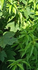 Angiospermae