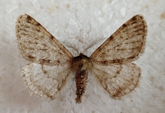 Phigalia pilosaria