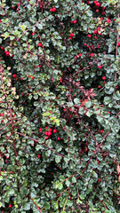Cotoneaster horizontalis