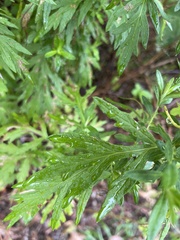 Artemisia indica