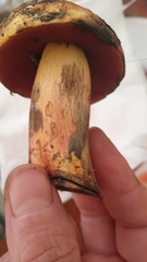 Neoboletus luridiformis
