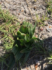 Colchicum eucomoides