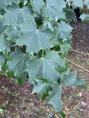 Acer platanoides