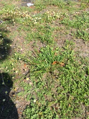 Trachyandra revoluta