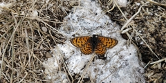Melitaea trivia