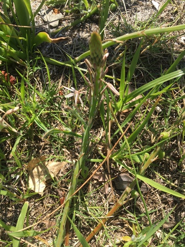 Trachyandra ciliata