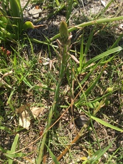 Trachyandra divaricata