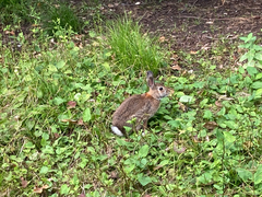 Sylvilagus floridanus