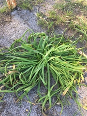 Trachyandra divaricata