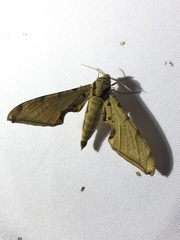 Protambulyx strigilis