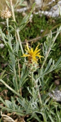 Centaurea ceratophylla