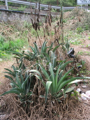 Agave desmettiana