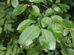 Viburnum prunifolium