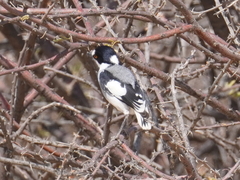 Lanioturdus torquatus