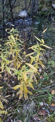 Cirsium serratuloides