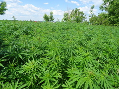 Cannabis sativa spontanea