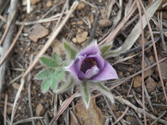 Pulsatilla chinensis