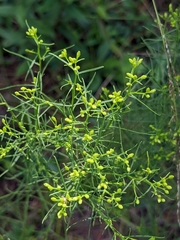 Euthamia caroliniana