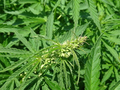 Cannabis sativa spontanea