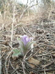 Pulsatilla chinensis