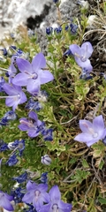 Campanula fragilis