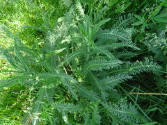 Achillea millefolium