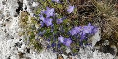 Campanula fragilis