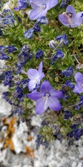 Campanula fragilis