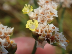 Limonium sinense