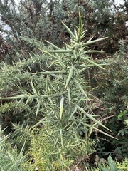 Ulex