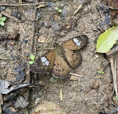 Pyrginae