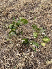 Philenoptera violacea