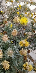 Centaurea ceratophylla