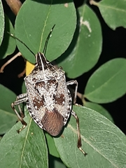 Erthesina acuminata