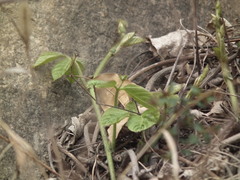 Pueraria montana