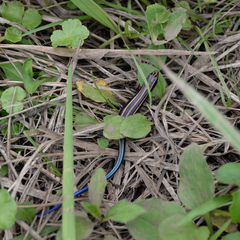 Plestiodon finitimus