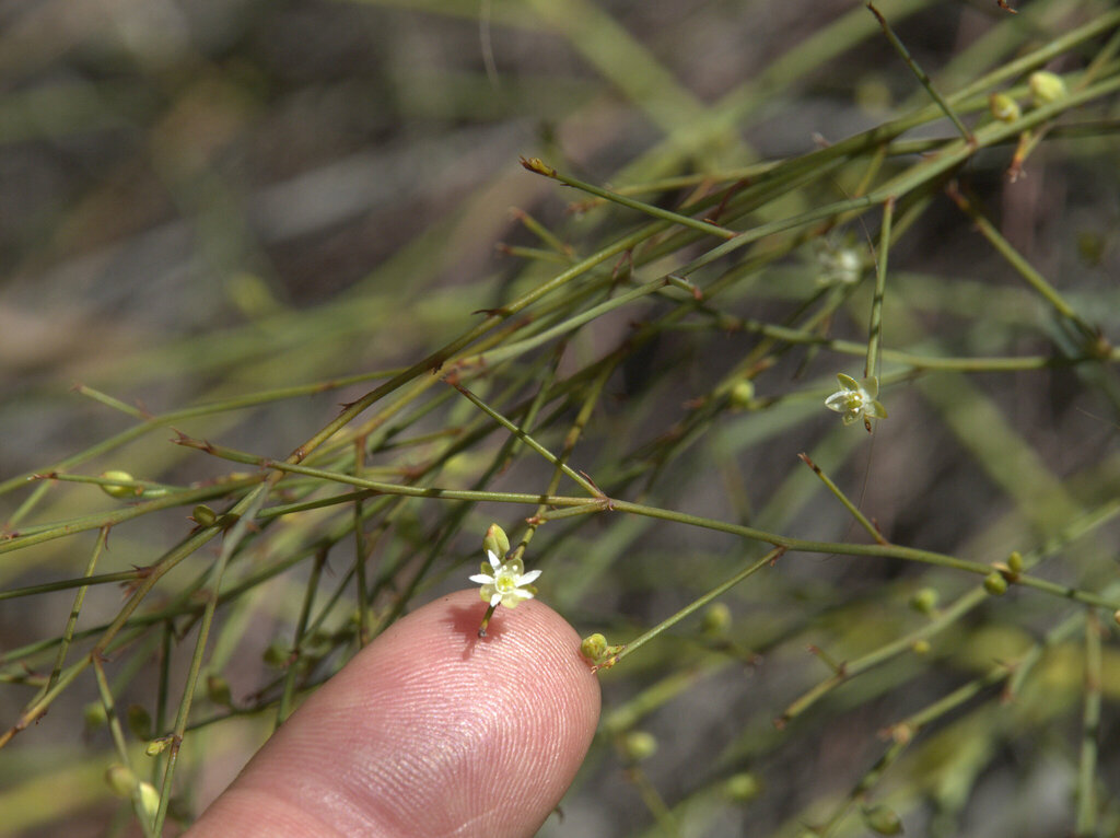 Macarthuria vertex