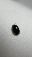 Enochrus