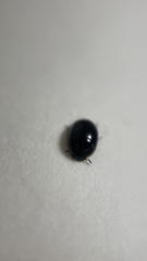 Enochrus