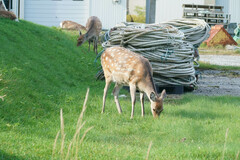 Cervus nippon yesoensis