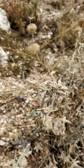 Marrubium