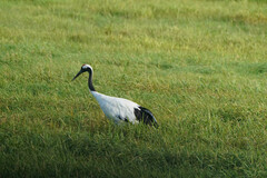 Grus japonensis