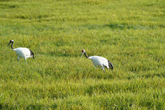 Grus japonensis