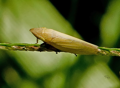 Draeculacephala antica