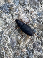 Harpalus